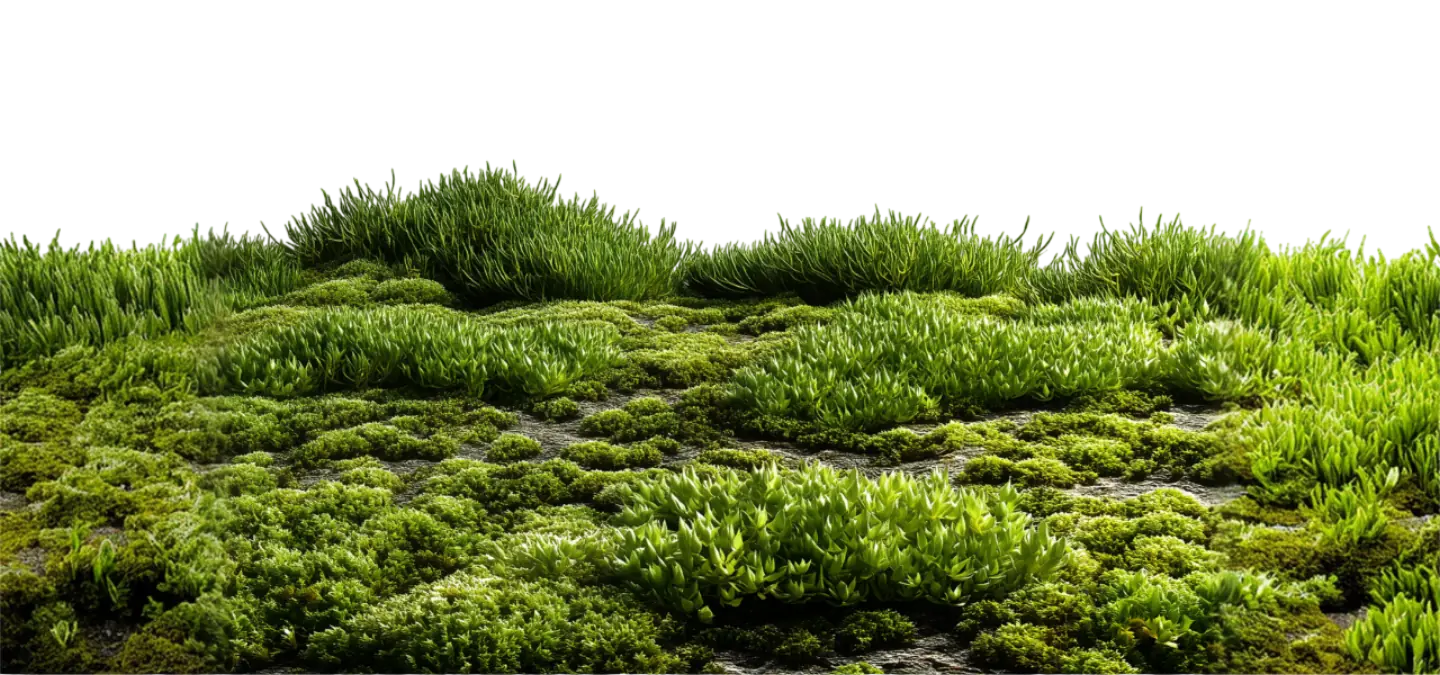Green moss landscape