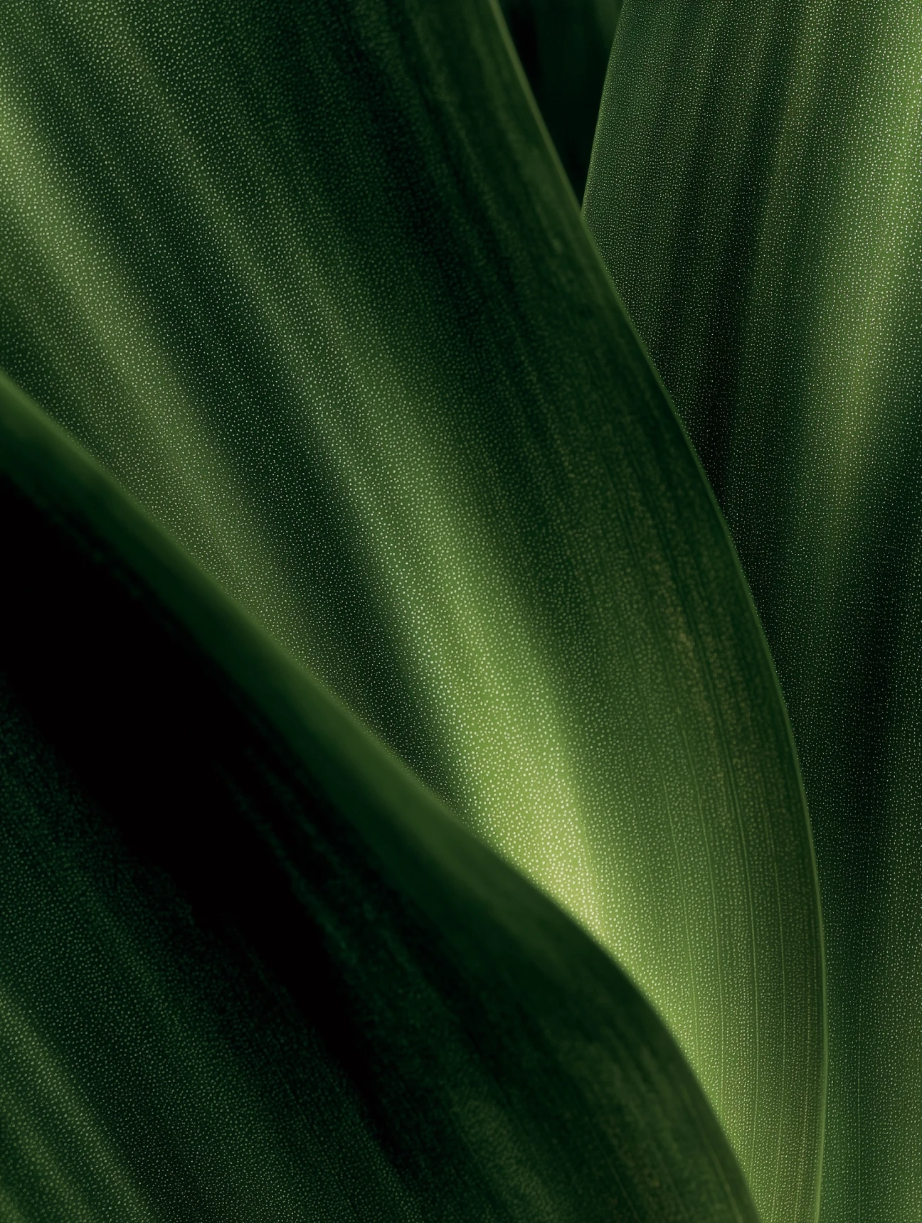 Abstract macro photograph